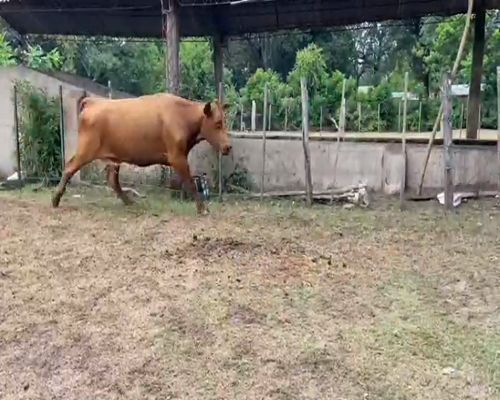 Lote 50 Vacas de invernar en Ituzaingó, Corrientes