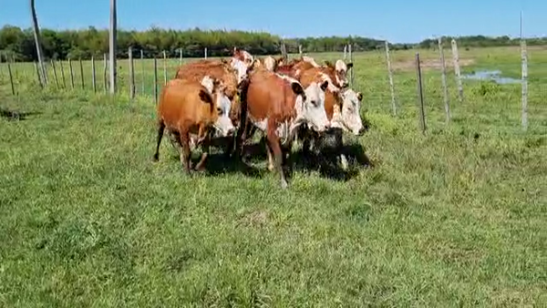 Lote VAQUILLAS PREÑADAS