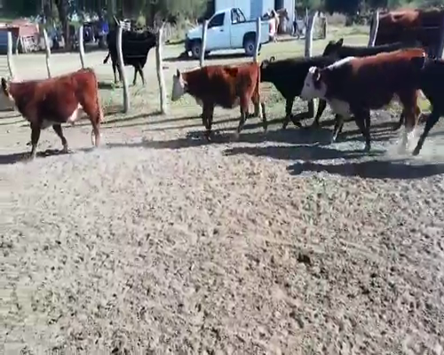Lote 190 Terneros/as en Villaguay, Entre Ríos