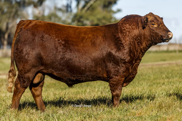 Lote Toro Puro de Pedigree Colorado