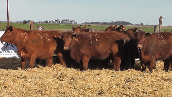 Lote Vaquillonas Coloradas para entorar