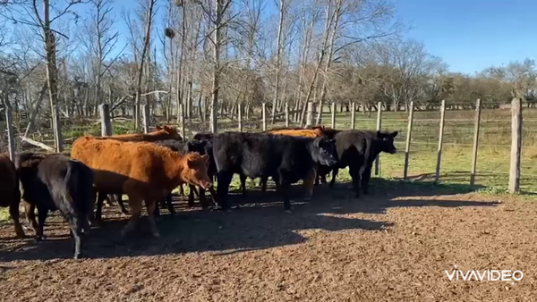 Lote 21 Terneros en Brandsen, Buenos Aires