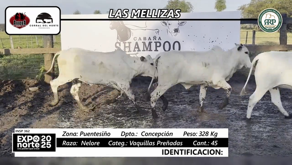 Lote Vaquillas preñadas