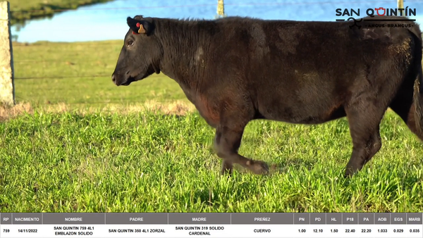 Lote VIENTRES PREÑADOS ABERDEEN ANGUS PI