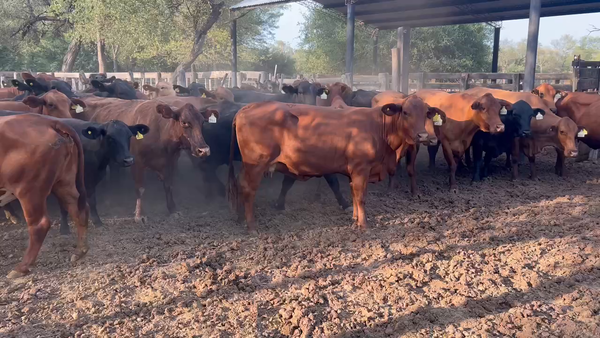 Lote 45 Vacas de invernar en Juan José Castelli, Chaco