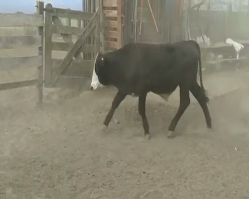 Lote 140 Novillitos en Ceres, Santa Fe