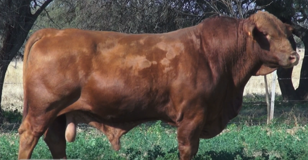 Lote TOROS(CORRAL 5)BRANGUS "CABAÑA DON TOTO"