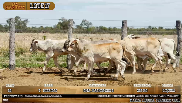 Lote LOTE 17