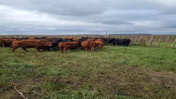 Lote 64 Terneros/as en Buenos Aires, Necochea