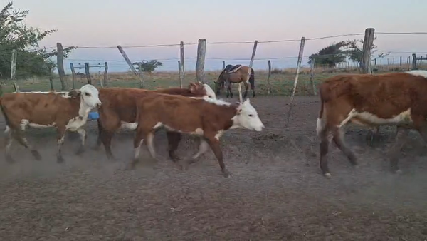 Lote 40 Terneros/as en Corrientes, Saladas