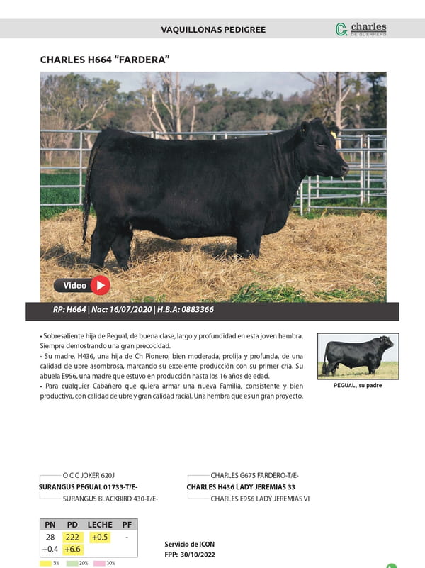 Lote VAQUILLONAS PEDIGREE