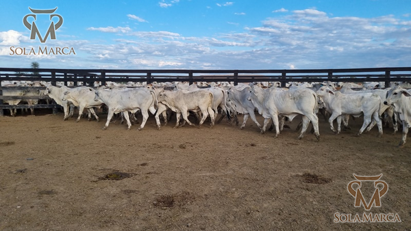 Lote Terneros Cbo 2
