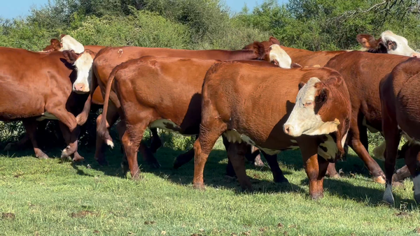 Lote 80 Vacas nuevas Preñadas en Corrientes, Curuzu Cuatia