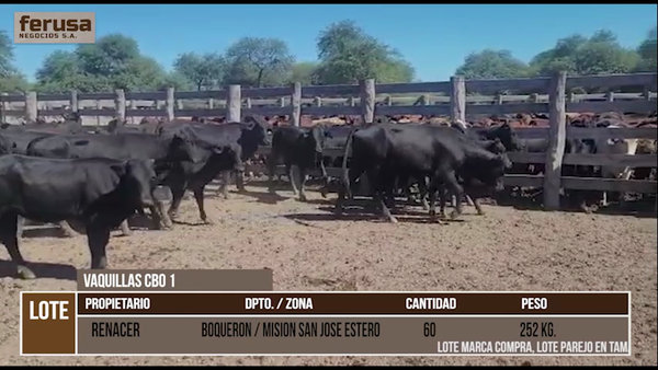 Lote LOTE 26 - 60 VAQULLAS CBO 1