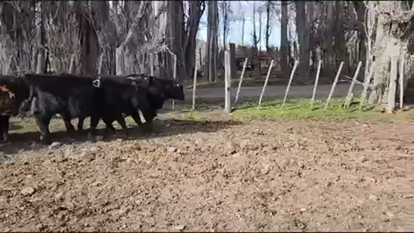 Lote 34 Ternero en XI Región Aysén, Río Ibáñez