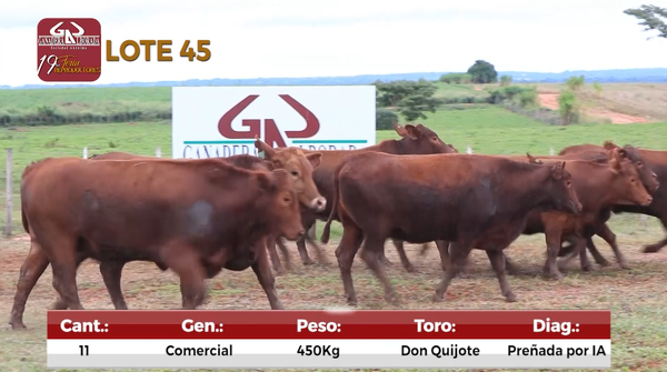 Lote Reproductores de Alborada - Lote 45