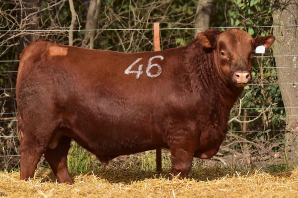 Lote TOROS ANGUS PC