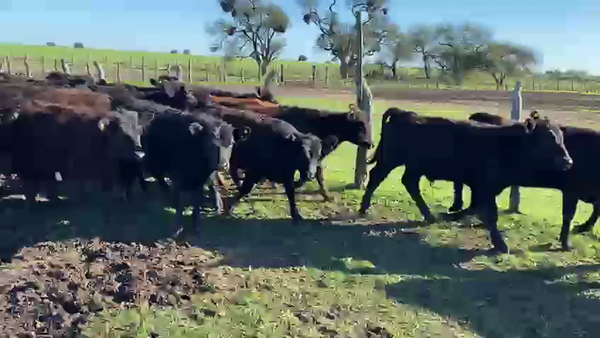 Lote 140 Terneros/as