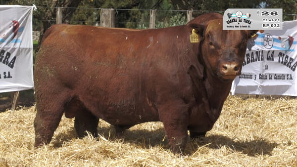 Lote TOROS PUROS CONTROLADOS