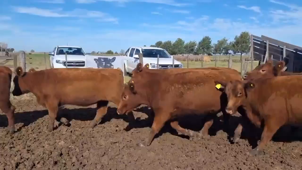 Lote 15 Vaquillonas C/ gtia de preñez