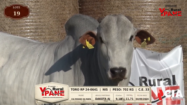 Lote Lote 19