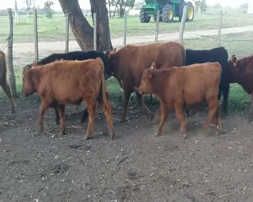 Lote (Vendido)8 Terneros AA 200kg -  en OMBUES DE LAVALLE