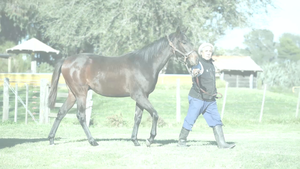 Lote MOOT ROYAL (MOOTASADIR -  GORDANA)