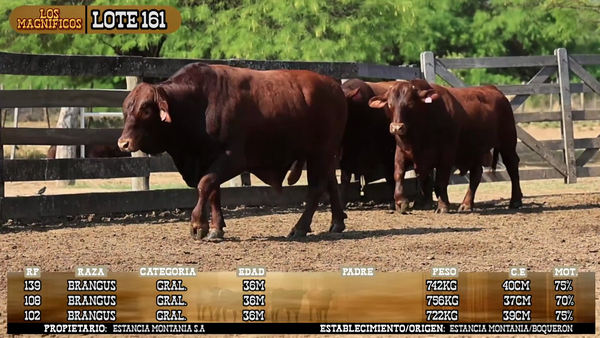 Lote LOTE 161