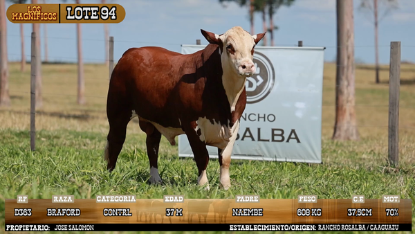 Lote LOTE 94 - VIVO