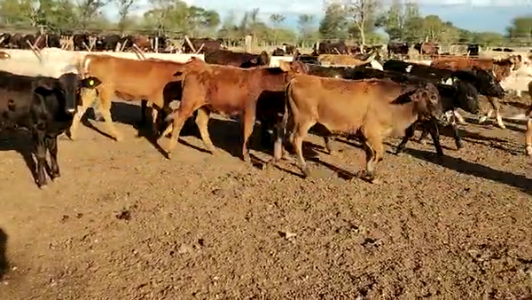 Lote 100 Terneros/as en Suncho Corral, Santiago del Estero