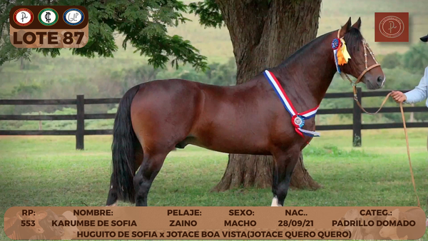 Lote LOTE 87