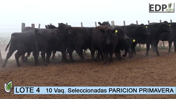 Lote ESTANCIA DON PEDRO Y LA ROSA 10 Vaq. Negras