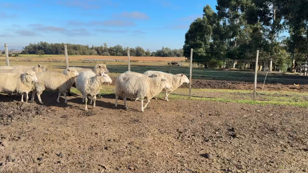 Lote OVEJAS PREADAS