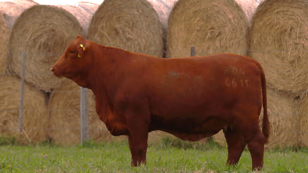 Lote LOTE 3