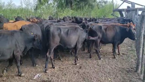 Lote 49 Vacas medio uso C/ gtia de preñez en Brandsen, Buenos Aires