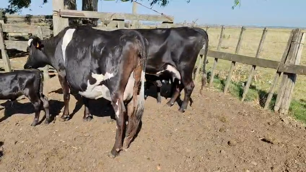 Lote 2 Vacas de Invernada, San José