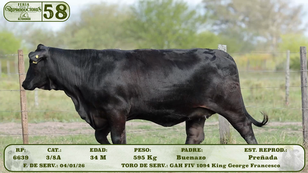 Lote LOTE 58