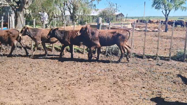 Lote TERNEROS