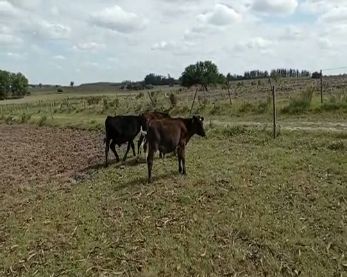 Lote 2 Terneros KIWI Y CRUZA 110kg - , San José