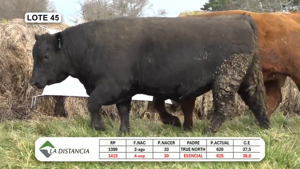Lote TOROS PP y PC