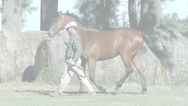 Lote ROSITA LA PISTOLERA (SEAHENGE -  ROSE OF MOSCOW)