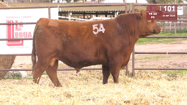 54 3554 — TOROS ANGUS COLORADOS  PC