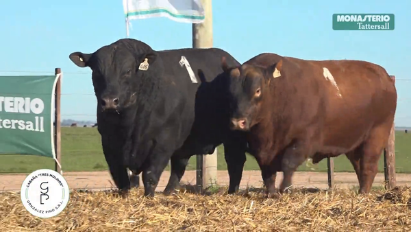 Lote "TRES MOLINOS" TOROS P.C