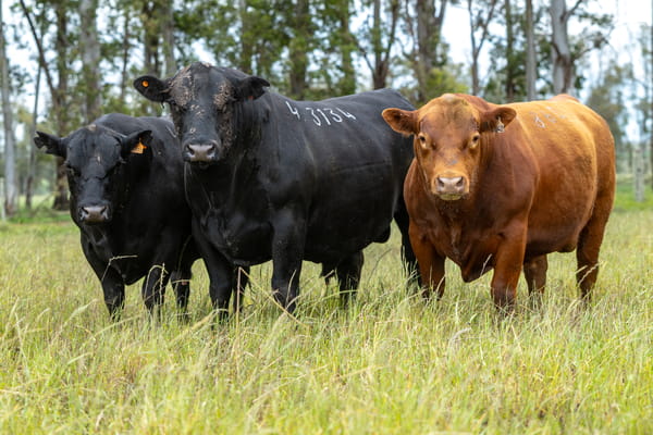 Lote lote 4 Toros Pi y Sa 3 Años