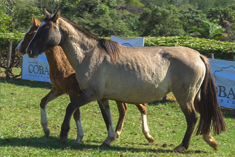 Lote CHAKE LA BANQUETA 4129