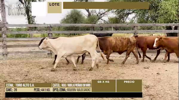 Lote LOTE 35 - 39 VACAS - VAQUILLAS PREÑADAS CBO VARIOS