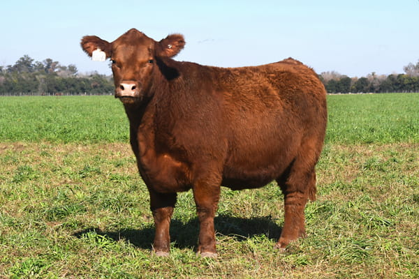 Lote RP 17645 y RP 17649 - VAQUILLONAS ELECCIÓN PP