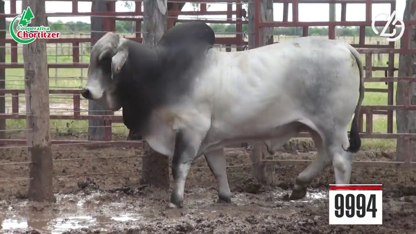 Lote Brahman