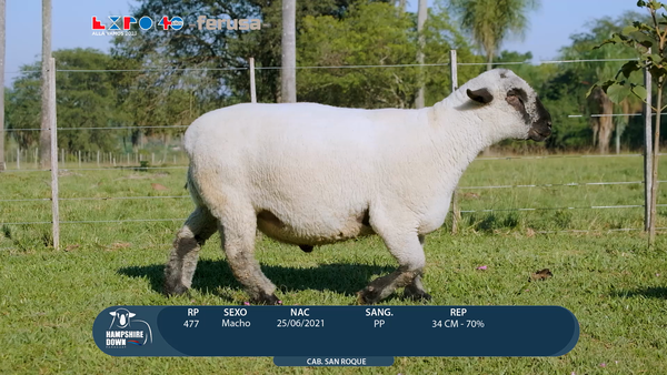 Lote LOTE 47 - BOZAL