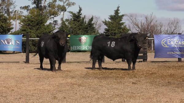 Lote TOROS ANGUS PUROS CONTROLADOS